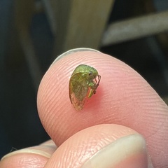 Spissistilus festinus