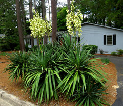 Yucca aloifolia