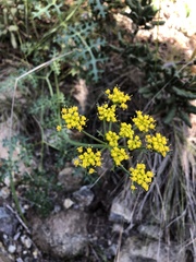 Lomatium utriculatum