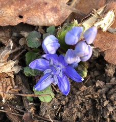 Scilla