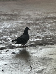 Columba livia domestica
