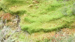 Rhytidiadelphus squarrosus