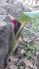 Arum pictum
