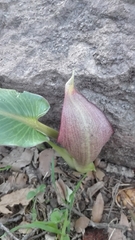 Arum pictum