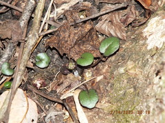 Cardamine douglassii