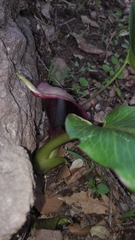 Arum pictum