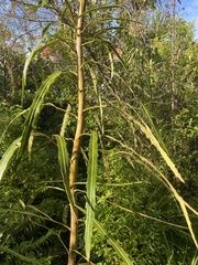 Pseudopanax crassifolius × lessonii