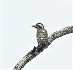 Yungipicus moluccensis