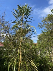 Pseudopanax crassifolius × lessonii