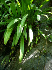 Galanthus woronowii
