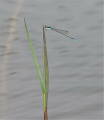 Aciagrion borneense