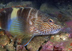 Serranus