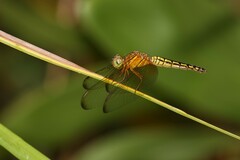 Neurothemis ramburii