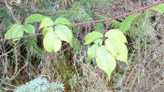 Rubus fruticosus