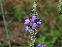 Linaria repens