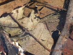 Eubranchipus neglectus