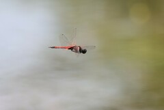 Tramea transmarina euryale