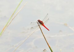 Rhodothemis rufa