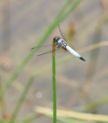 Aethriamanta gracilis