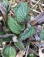 Lamium orvala