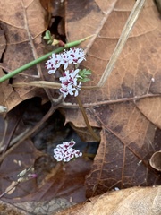 Erigenia bulbosa