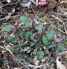 Lamium orvala