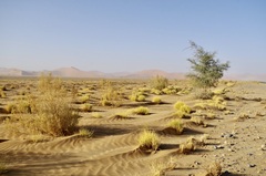 Pechuel-loeschea leubnitziae