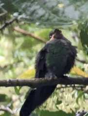 Trogon massena