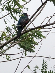 Trogon massena