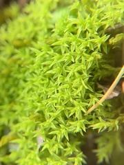 Pseudocrossidium hornschuchianum