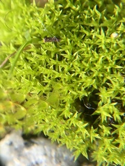 Pseudocrossidium hornschuchianum