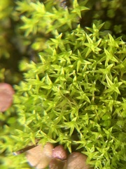 Pseudocrossidium hornschuchianum