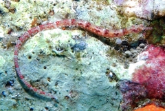 Corythoichthys haematopterus