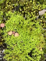 Pseudocrossidium hornschuchianum