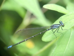 Argia frequentula