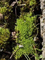 Pseudocrossidium hornschuchianum