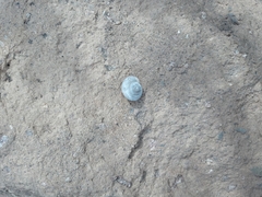 Sonorella allynsmithi
