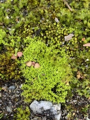 Pseudocrossidium hornschuchianum