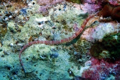 Corythoichthys haematopterus