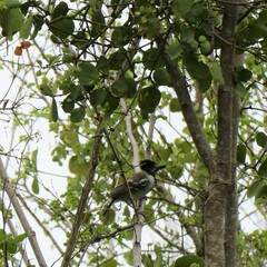 Thamnophilus bernardi