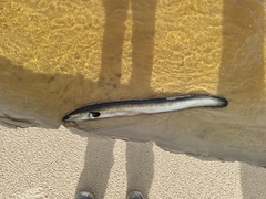 Anguilla australis