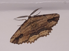 Menophra abruptaria