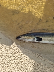 Anguilla australis