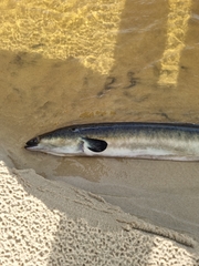 Anguilla australis