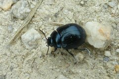 Chrysolina haemoptera