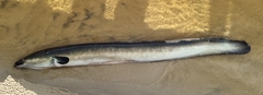 Anguilla australis