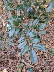 Mischocarpus pyriformis