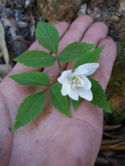 Anemonoides trifolia albida