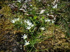 Ornithogalum fimbriatum
