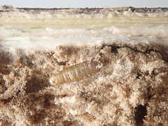 Melanagromyza lappae